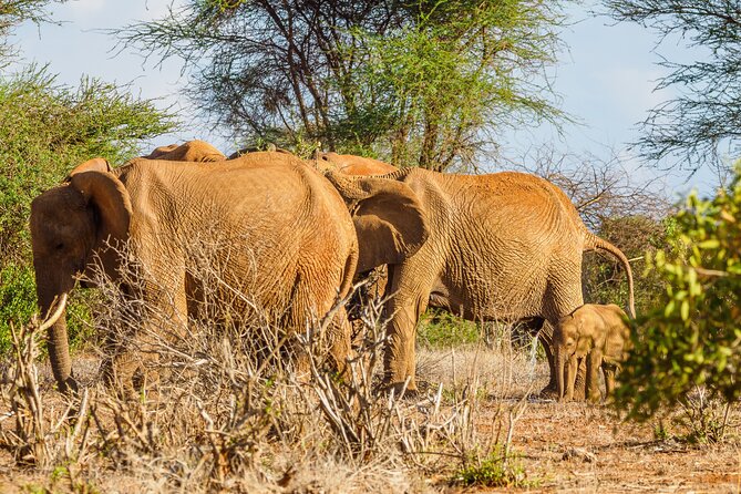 3 day Diani Beach To Tsavo East & West - Day 1 Tsavo East, Likoni ferry day and the waterhole strategy