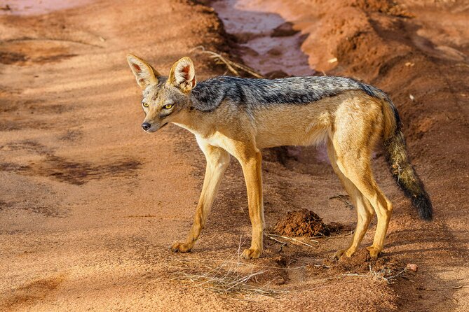 3 day Diani Beach To Tsavo East & West - Day 3 Mzima Springs, the oasis walk with hippos and crocodiles