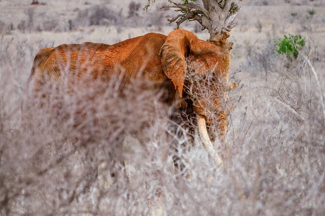 3 day Diani Beach To Tsavo East & West - The guides and drivers, why this safari wins real praise