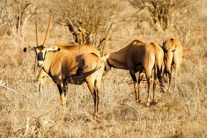 3 day Diani Beach To Tsavo East & West - Meals and daily rhythm, what the included food means for you
