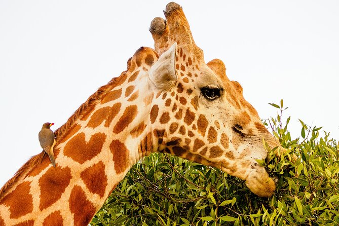 3 day Diani Beach To Tsavo East & West - Tips to maximize sightings on a safari like this