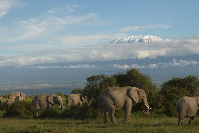 3 Day Exploring Amboseli National Park - Key reasons this Amboseli safari is worth your time