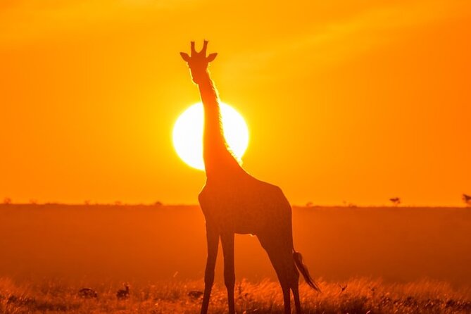 3 Day Exploring Amboseli National Park - Day 2 in Amboseli: full-day game drive with picnic lunch