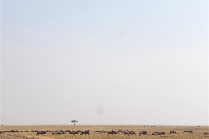 3 Day Exploring Amboseli National Park - Kibo Safari Camp: what your “home base” gets right