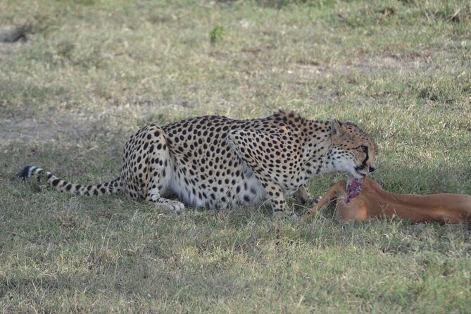 3-Day Group Safari in Masai Mara with Pick Up - Key highlights you will feel on the safari