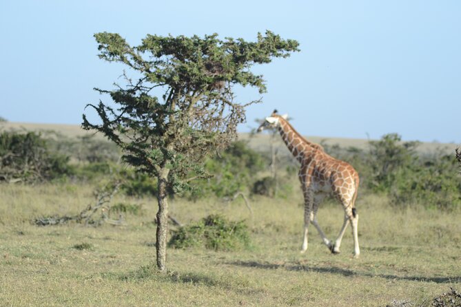 3-Day Group Safari in Masai Mara with Pick Up - Masai Mara National Reserve: where the animals show up on schedule