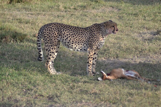 3-Day Group Safari in Masai Mara with Pick Up - Day 1: the drive in, lunch at camp, then your first game drive