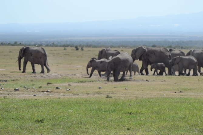 3-Day Group Safari in Masai Mara with Pick Up - Day 2 pacing: how to make the most of unlimited-style game drives