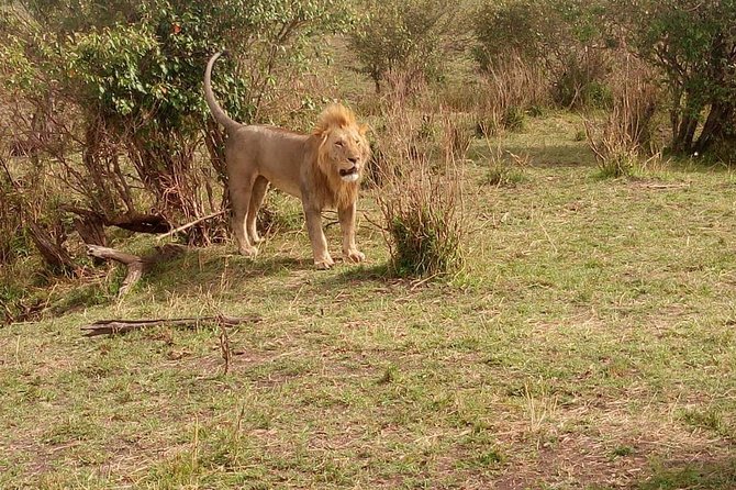 3 day maasai mara budget Camping Group safari - Day 1: Nairobi to Maasai Mara via Great Rift Valley viewpoints and Narok lunch