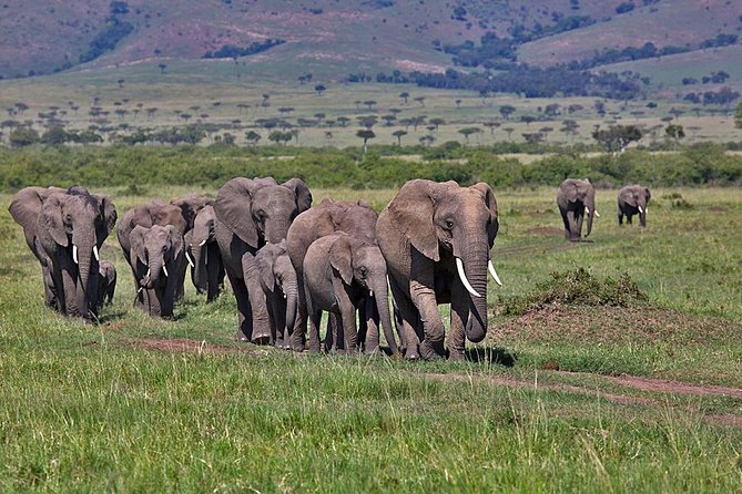 3 Day Maasai Mara Group Joining Camping Safari - Daily Departures - Key highlights worth your attention