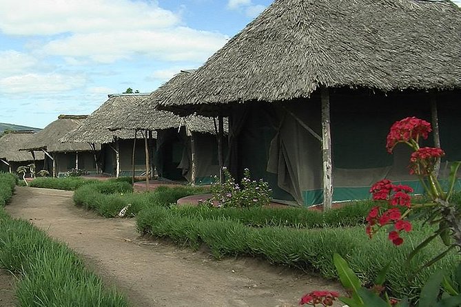 3 Day Maasai Mara Group Joining Camping Safari - Daily Departures - Day 3: morning drive, checkout, and heading back toward Nairobi flights