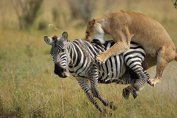 3 Day Maasai Mara Group Joining Camping Safari - Daily Departures - Day 1: Great Valley Viewpoint, lunch on arrival, then your first game drive