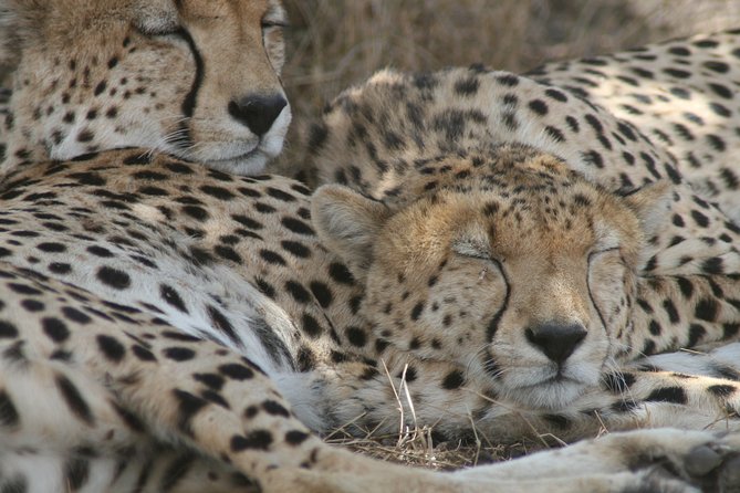 3-Day Maasai Mara Group Joining Safari - Key highlights worth planning around