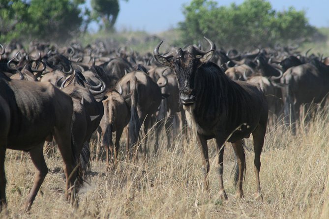 3-Day Maasai Mara Group Joining Safari - Day 1: Escarpments photo stop, check-in, then the 4:00 pm gate game drive
