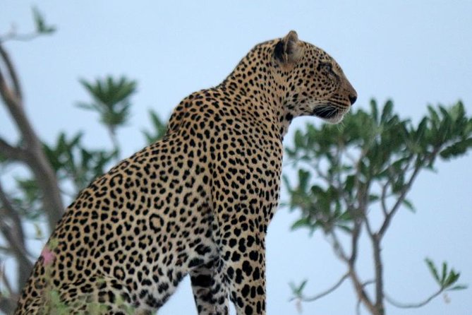 3-Day Maasai Mara Guided Safari From Nairobi - Nairobi to Maasai Mara: Why This Budget Safari Makes Sense