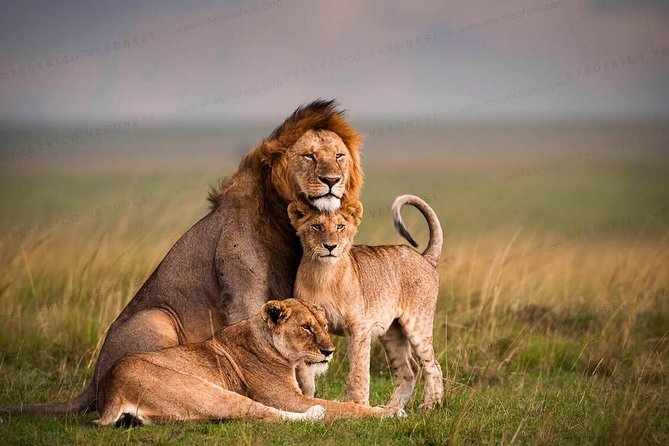 3-Day Maasai Mara Guided Safari From Nairobi - Day 2: Full-Day Maasai Mara Game Drive Targeting The Big Five