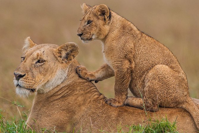 3-Day Maasai Mara Guided Safari From Nairobi - Day 3: Breakfast, Optional Maasai Village at $20, and Back to Nairobi