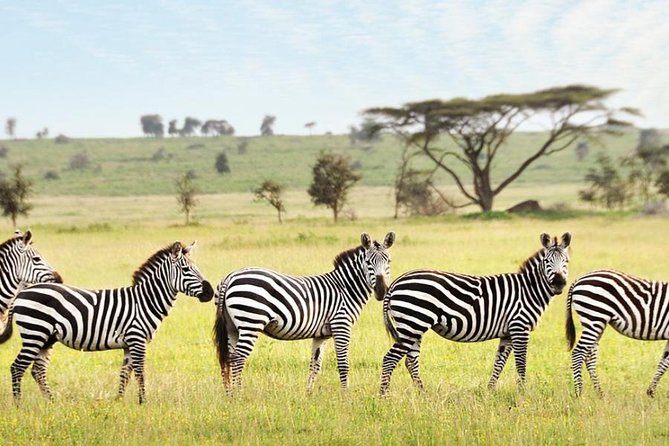3-Day Maasai Mara Guided Safari From Nairobi - Price and Logistics: What You Pay Now vs What You Pay Later