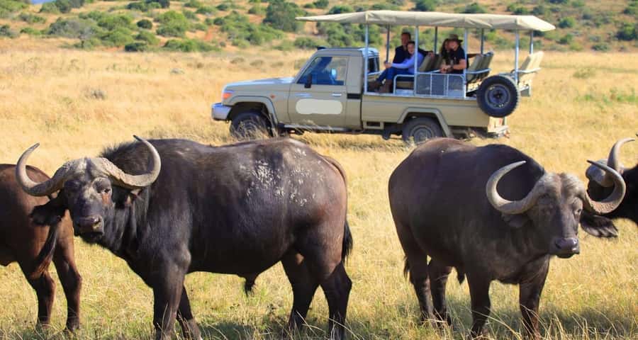 3-Day Maasai Mara Joining Safari at Enkorok Luxury Camp - Who this safari fits best, and who should plan for alternatives