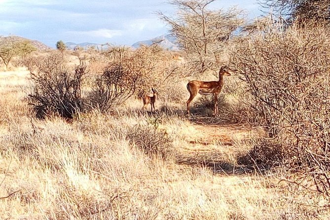 3 Day Maasai Mara & Migration safari - Camp Life That Makes the Safari Feel Real