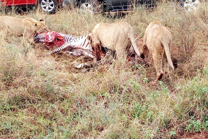 3 Day Maasai Mara & Migration safari - Day 3 Exit with One Last Drive, Then Nairobi Again