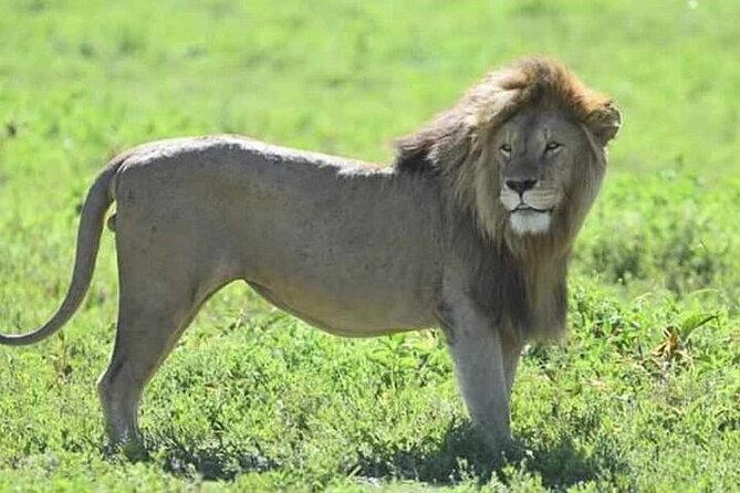 3-Day Maasai Mara Safari Tour in a 4 x4 Land Cruiser Jeep - Key highlights worth knowing before you go