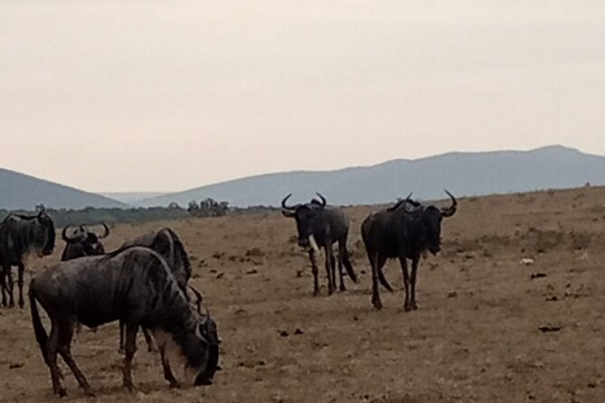 3-Day Maasai Mara Safari Tour in a 4 x4 Land Cruiser Jeep - Getting out of Nairobi: early pickup and the Great Rift Valley stop