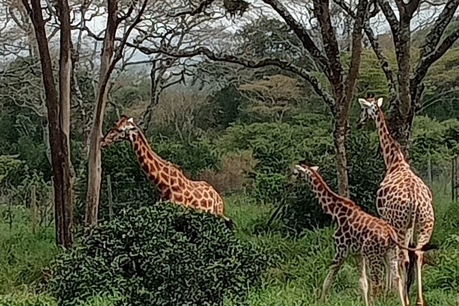 3-Day Maasai Mara Safari Tour in a 4 x4 Land Cruiser Jeep - Day 3 morning drive and heading back to Nairobi