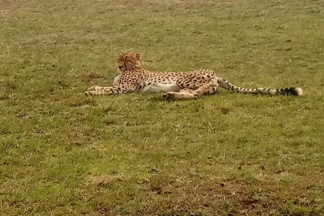 3-Day Maasai Mara Safari Tour in a 4 x4 Land Cruiser Jeep - 4x4 Land Cruiser and camp comfort: what you should expect