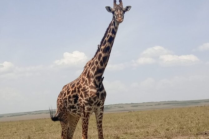 3-Day Maasai Mara Safari Tour in a 4 x4 Land Cruiser Jeep - Day 1 in the Maasai Mara: check-in, then an afternoon game drive