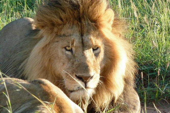 3 Day Maasai Mara Shared Safari In a Safari Van - Afternoon Game Drive at Maasai Mara: Settling In the Right Way