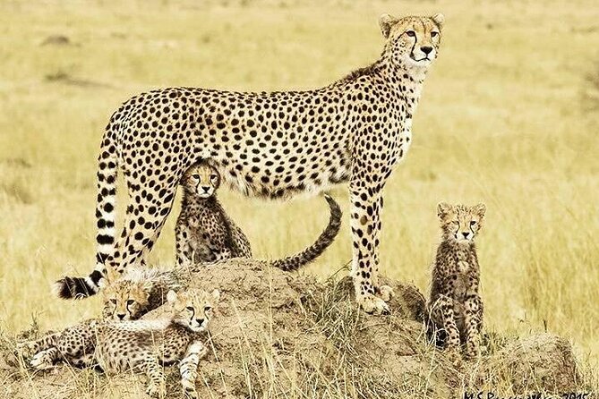3 Day Maasai Mara Shared Safari In a Safari Van - Day 3 Back to Nairobi, Plus Two Cultural Options