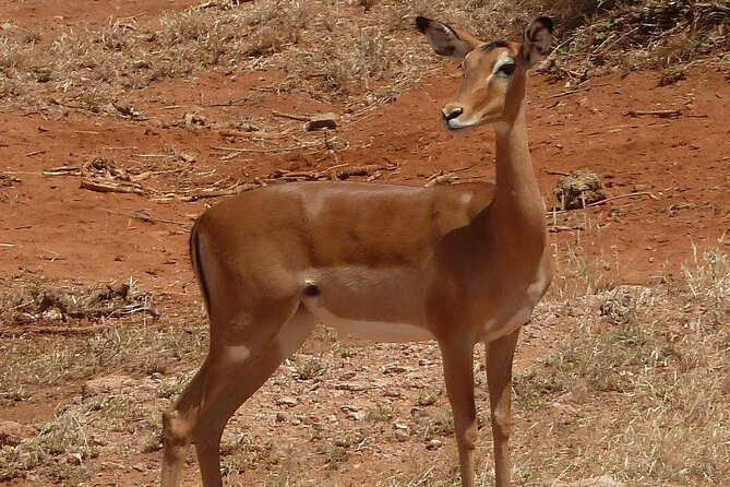 3 Day Maasai Mara Shared Safari In a Safari Van - Private Tents With the Basics Covered, and What to Pack