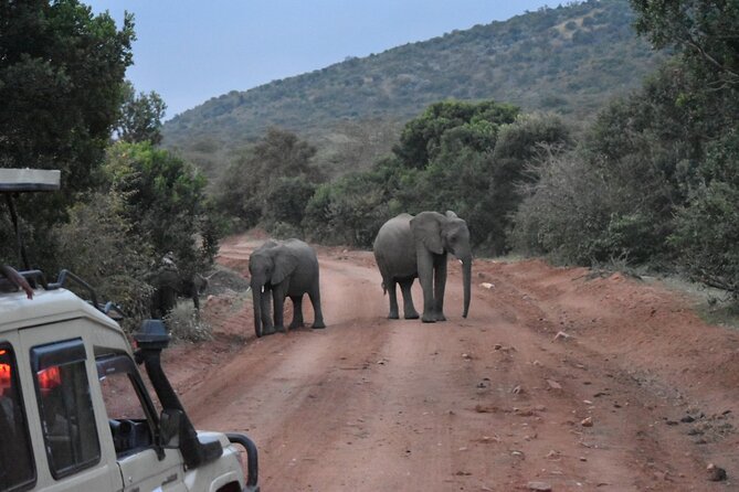 3 Day Maasai Mara Shared Safari In a Safari Van - Who the 24-Hour WhatsApp Line Helps Most