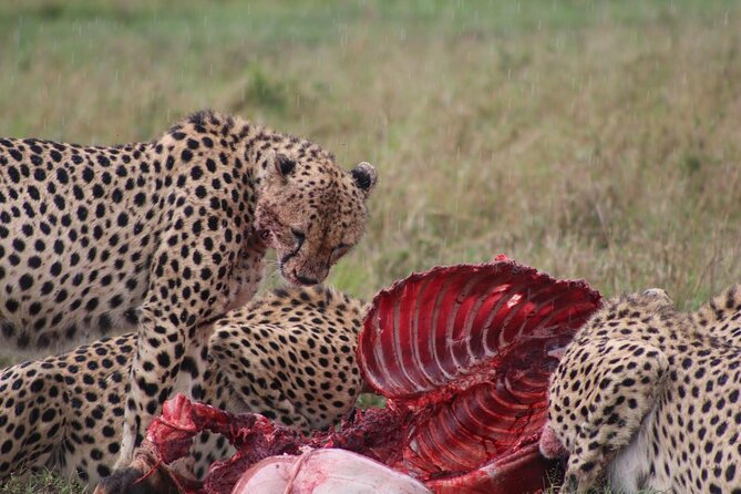 3-Day Maasai Mara Sharing Safari in a 4x4 Land Cruiser Jeep - Day 3 return drive and the Maasai village add-on