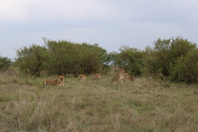 3-Day Maasai Mara Sharing Safari in a 4x4 Land Cruiser Jeep - The Land Cruiser and guides: why the small stuff matters