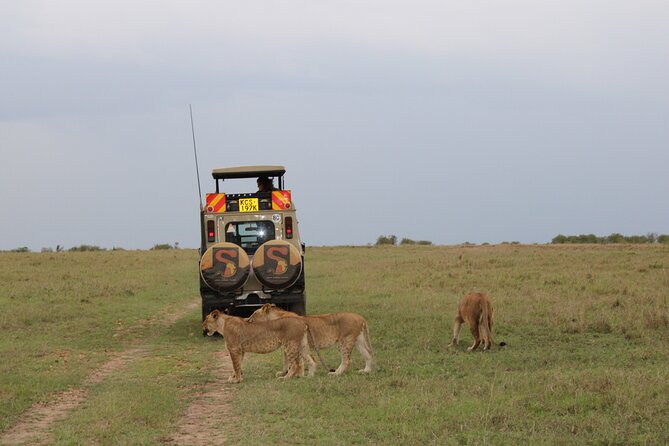 3-Day Maasai Mara Sharing Safari in a 4x4 Land Cruiser Jeep - Nairobi to Maasai Mara: first game drive, first reality check