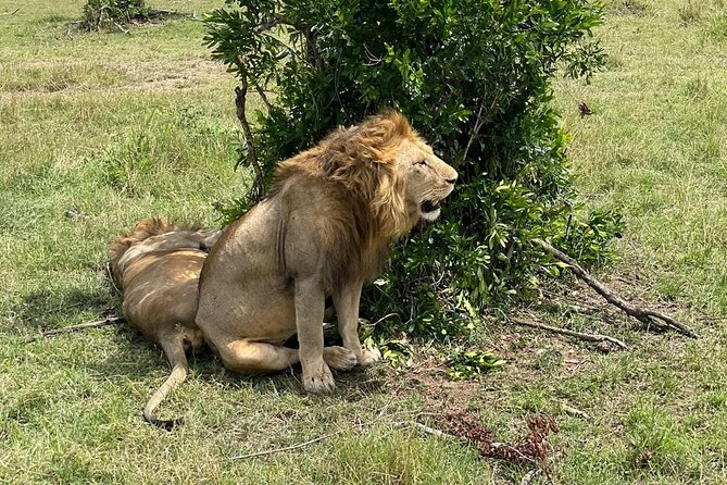 3-Day Masai Mara and Naivasha Hell's Gate National Park-Safari - Entering Masai Mara from Nairobi, with a plan that does the hard work