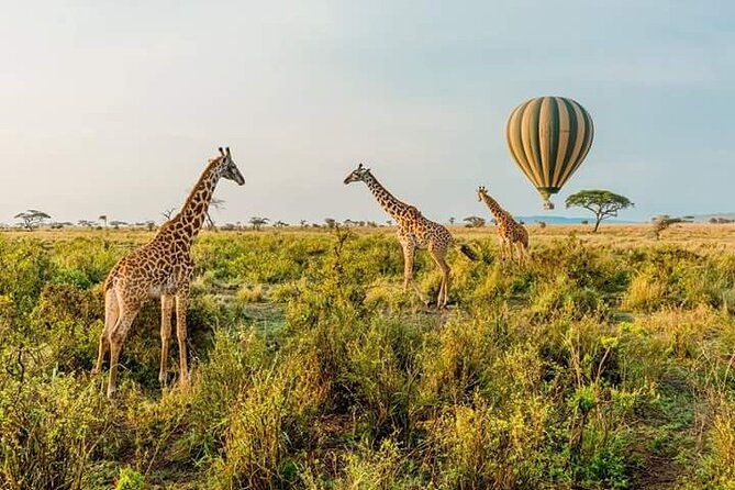 3-Day Masai Mara Budget Camping Safari - Why This Budget Camping Safari Feels Like the Real Masai Mara
