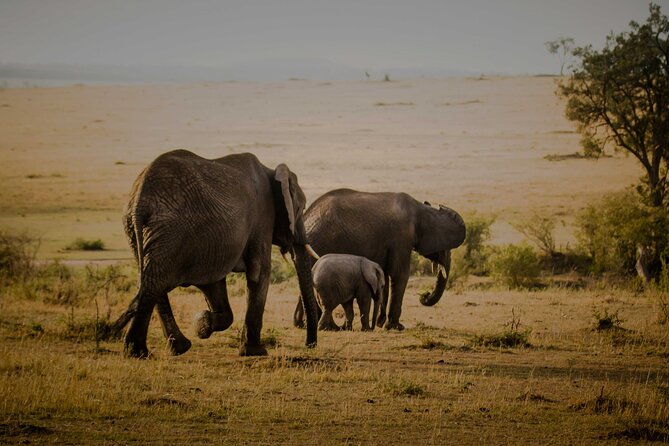 3-Day Masai Mara Budget Camping Safari - Day 2: Full-Day Wildlife Time and Big Five Chances That Actually Feel Real