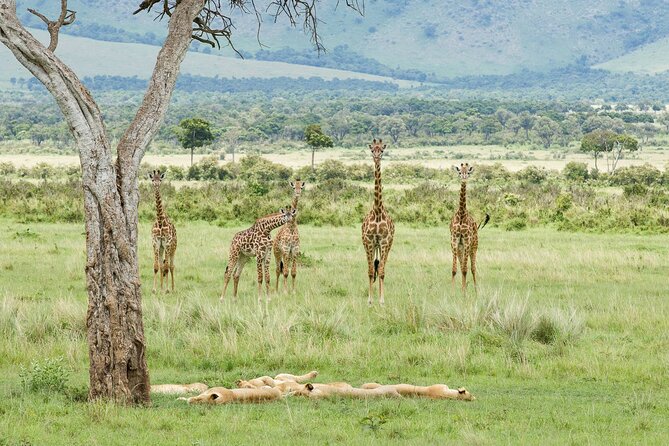 3-Day Masai Mara Budget Camping Safari - Price and Value: What $858 Gets You (and What It Does Not)