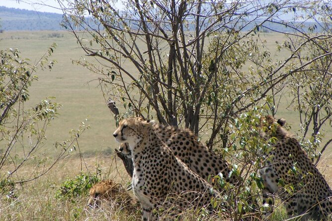 3-Day Masai Mara Budget Camping Safari - Camping Safari Reality Check: Comfort, Safety, and Sanity Tips