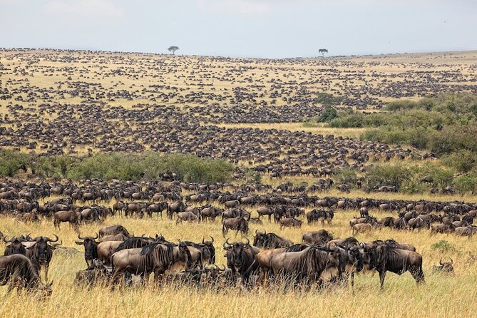 3 Day Masai Mara Budget Joining Safari on 4×4 - Daily Departures - Nairobi departures, 4x4 travel, and the Rift Valley break