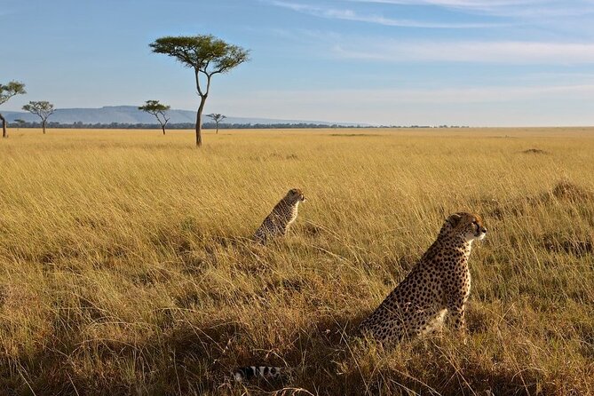 3-Day Masai Mara Group Joining Safari Adventure - Key Things That Make This Safari Work