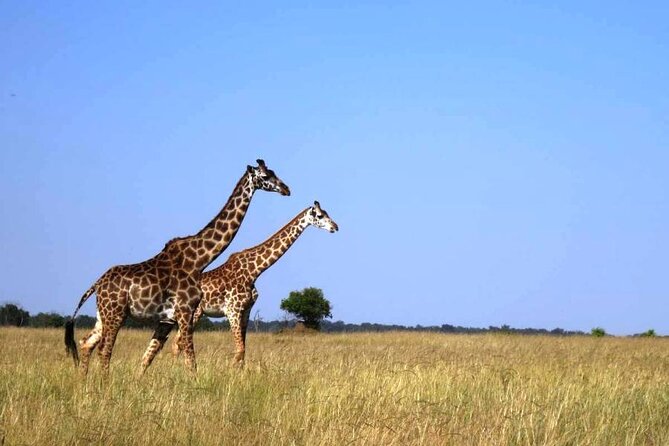 3-Day Masai Mara Group Joining Safari Adventure - Masai Mara in 3 Days: What You Should Expect
