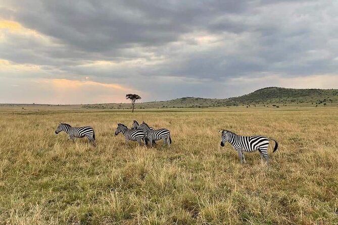 3-Day Masai Mara Group Joining Safari Adventure - How to Time Your Safari: July and August Migration Season
