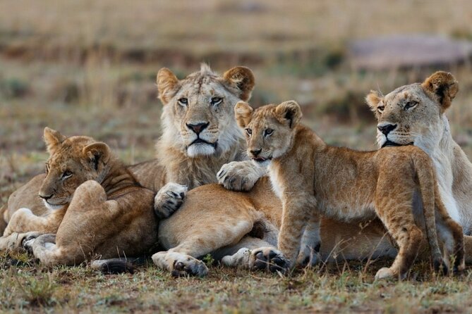 3-Day Masai Mara Group Joining Safari Adventure - Day 2 at Sunrise: Full Mara Game Drive Day and Mara River Country