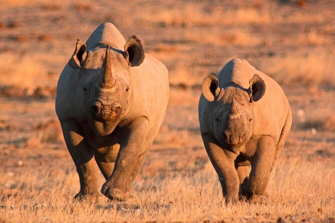 3-Day Masai Mara Group Safari with Pick Up - Day 3: early morning in a 4x4 Jeep, then back to Nairobi