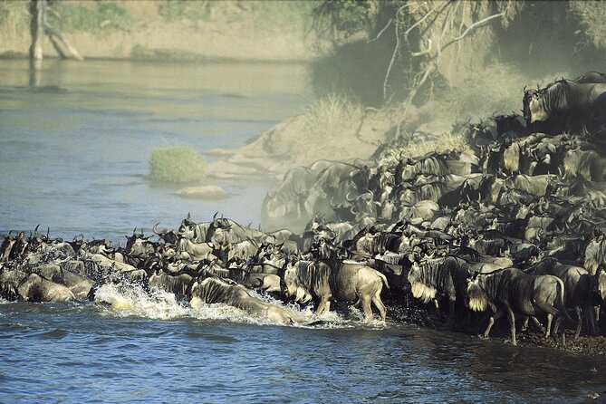 3-Day Masai Mara Group Safari with Pick Up - Guides and driving style: when it really works, you feel it