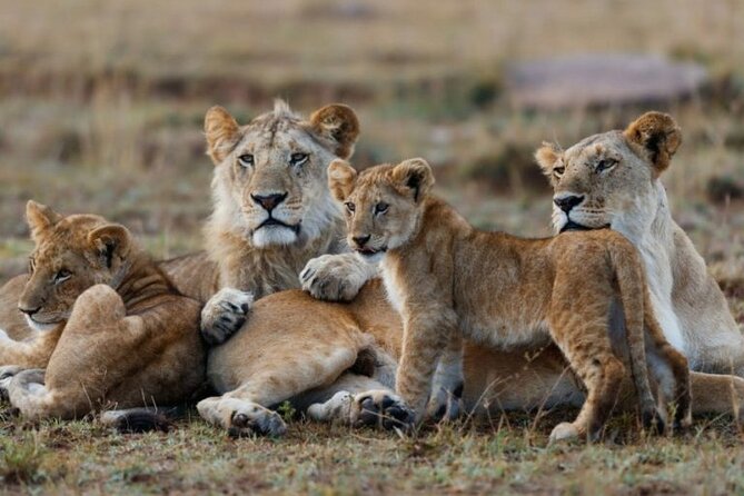 3-Day Masai Mara Jeep Safari - Day 2 Big Five Pursuit, Plus Mara River Hippo and Crocodile Time